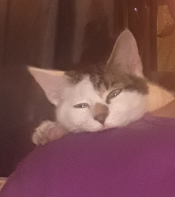 Male and female kittens 12 wks old