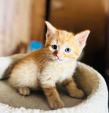 Beautiful Kittens for Sale