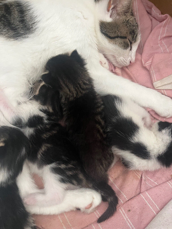 5 beautiful kittens