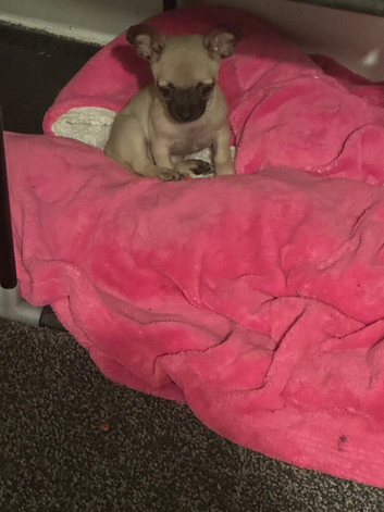 Beautiful chihuahua boy puppy