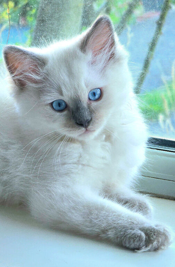 Beautiful Ragamese (Ragdoll &times; Siamese) Female Kitten