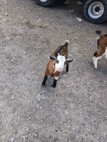 18 week unregistered weather pygmy Goat
