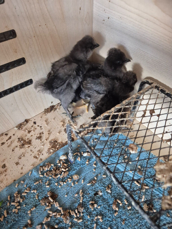 silkies