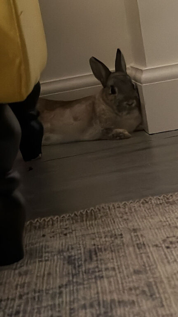 Netherland Dwarf white