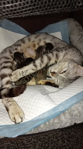 Kittens