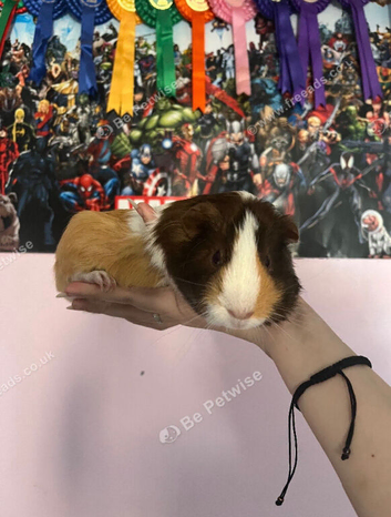 guinea pigs