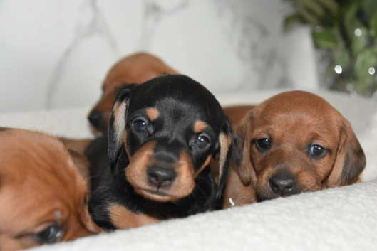 REDUCED Beautiful Miniature Dachshunds Carefully Raised - Red and Black and Tan