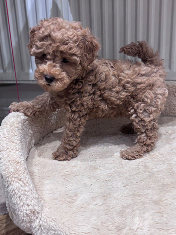 Gorgeous mini / toy poodle puppies
