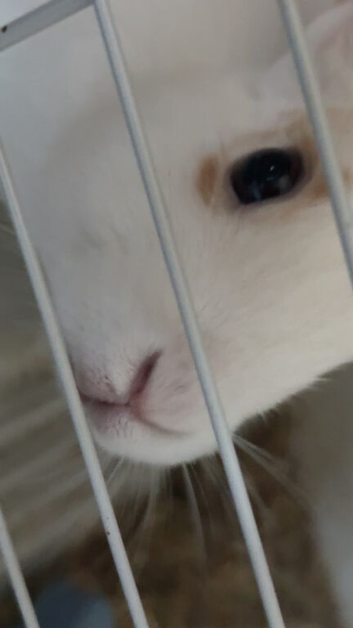 Female -  3-4 months old with or without cage ( Jane-Doe )
