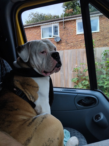 Big American Bulldog for stud