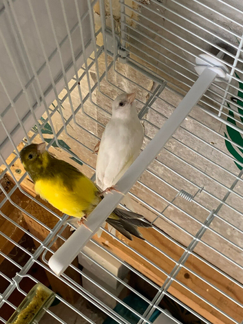 Pair of canary&rsquo;s