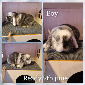 Mini lop kits ready tuesday 9th june