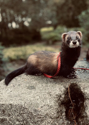 NOT FOR SALE! EU POLECAT FOR STUD ONLY!