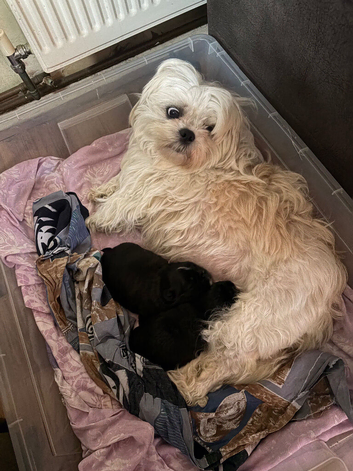 Shih Tzu and Brussel Griffin mix