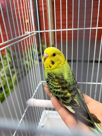 Baby budgies for sale