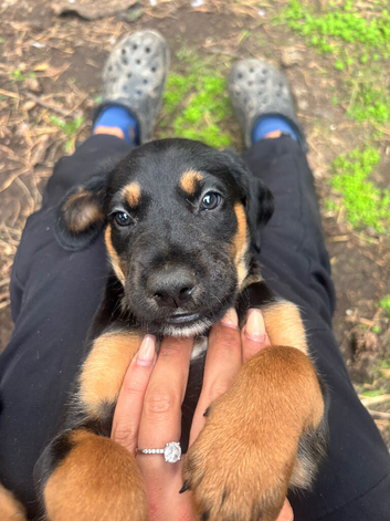 Dobermann x Lurcher puppies for sale