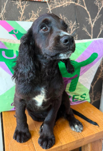 Kc cocker spaniels boy only 17 dna health tested