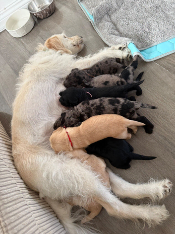 Beautiful F2 Labradoodle Puppies.