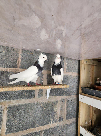 Pair of iranian