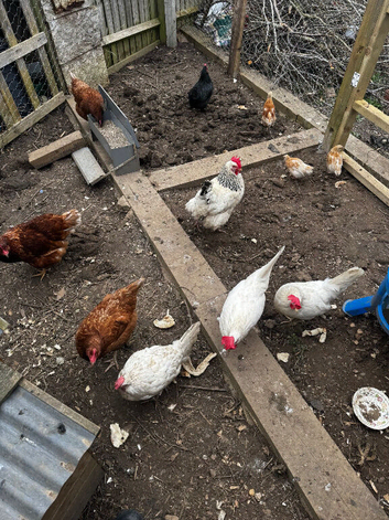 Hens