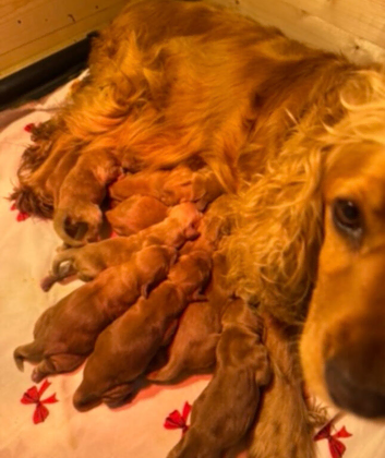 Cocker spaniel puppies