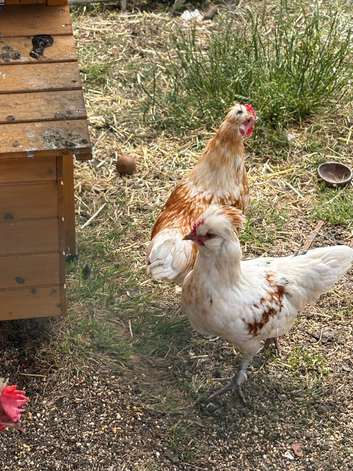 Polish x silkie rooster