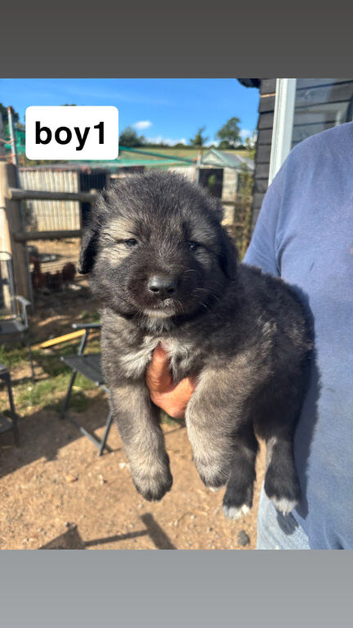 caucasian sheperd puppies for sale