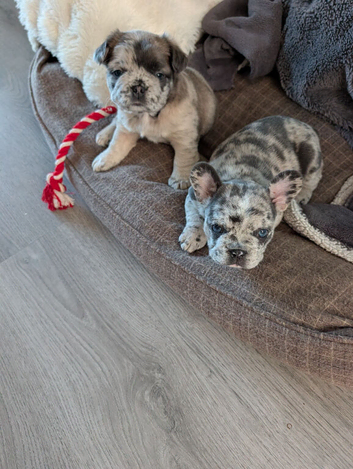 Beautiful merle girls