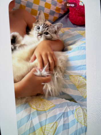 Pure ragdoll kittens
