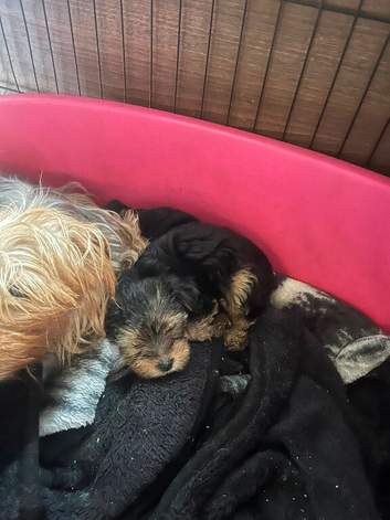 Pedigree Yorkshire terrier pups