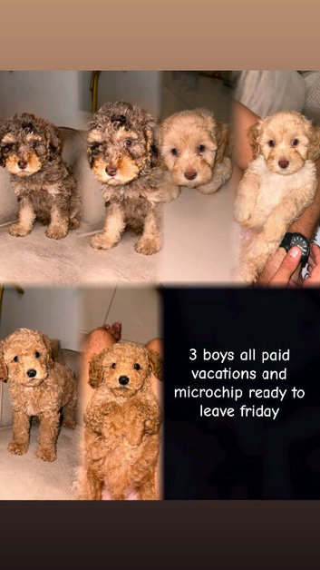 Unique Cavapoos pups