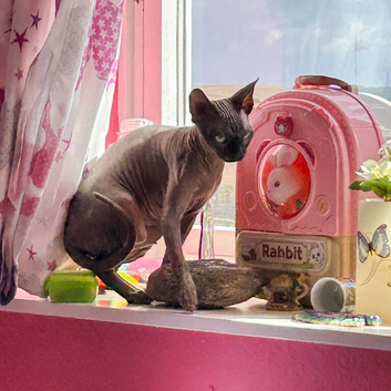 Crystal - Beautiful Blue Mink Sphynx Girl - &pound;800