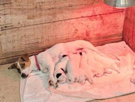 Jack Russell puppy's. Docked tails.