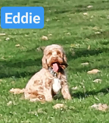 F1 Cockapoo Stud