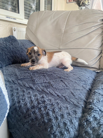 Jackrussel boy for sale