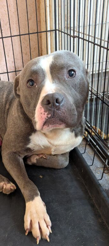Male  staffy