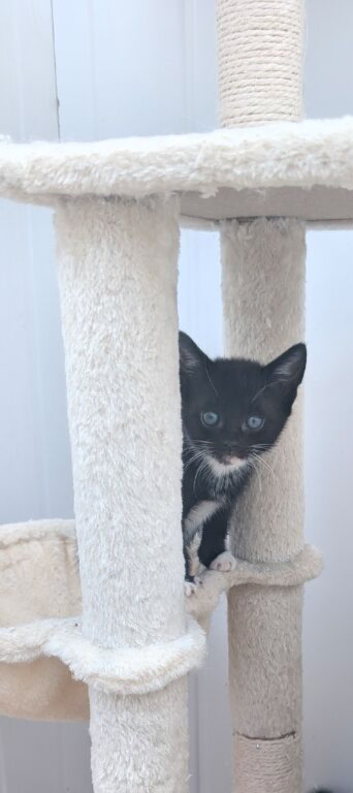 Beautiful kittens for sale