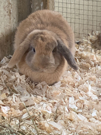 Buck mini lop rabbit