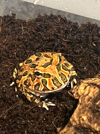 3 pac man frogs