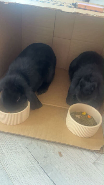 Rabbits 2 girls