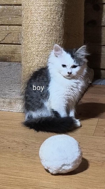Siberian kittens, delivery possible
