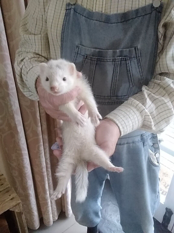 Silver ferret