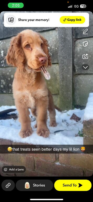 Orange roan cocker