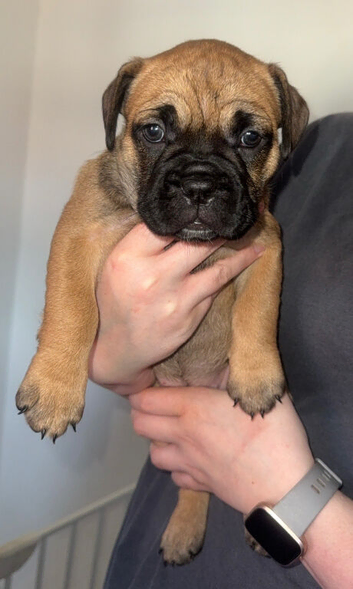 Beautiful DDB x French Bulldog