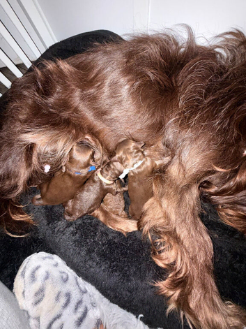 Beautiful Cavapoo Babies