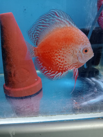 Homebred Discus fish.