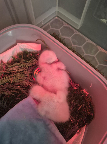 Goshawk chick's