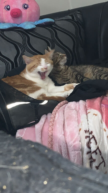Cats for sale