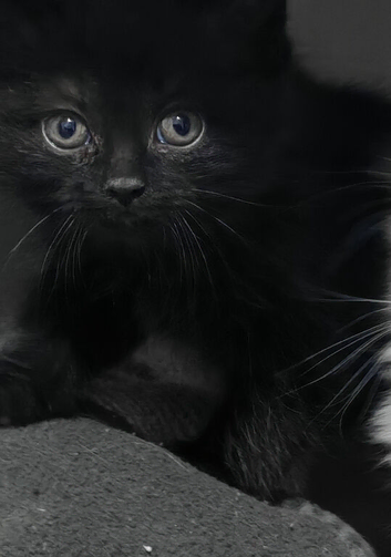 Beautiful persian mix black short hair kitten