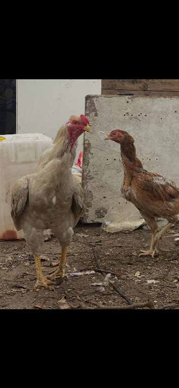 Aseel shamo for sale in Birmingham